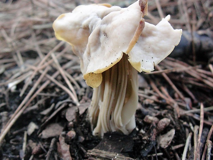 867 Dicembre vecchio ritrovamento